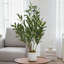 Arbre en pot artificiel 2 pi. Faux plante avec 22 fruits. Faux arbre à base de ciment pour décoration intérieure et extérieure