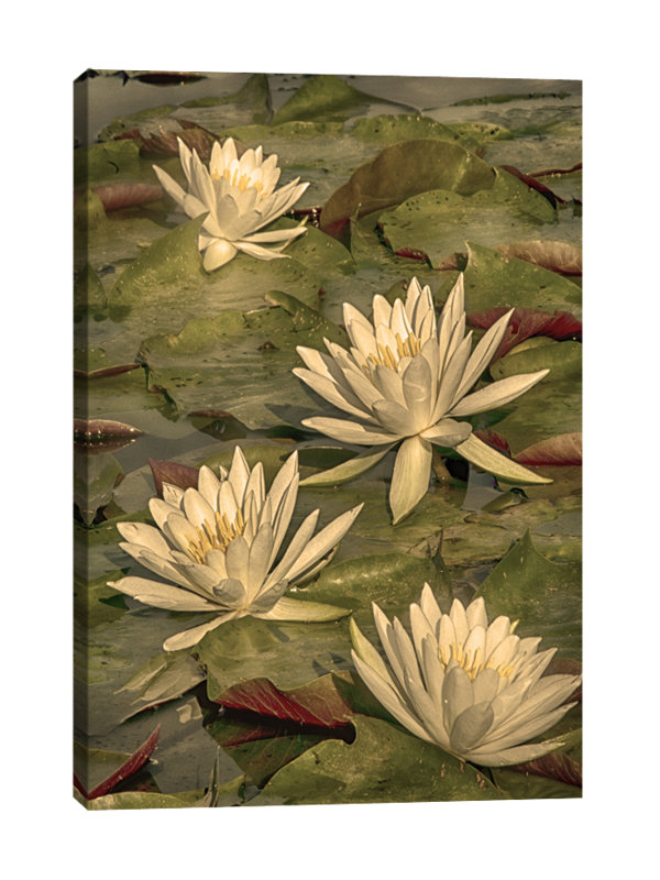 Dano - Wrapped Canvas Print, 107cm H x 71cm W x 4cm D