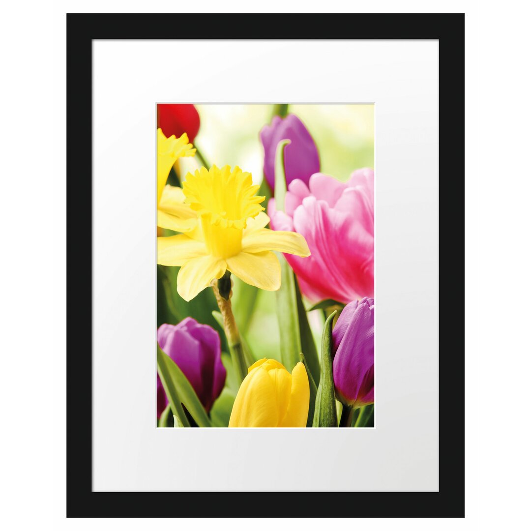 Gerahmtes Poster Osterglocken und Tulpen