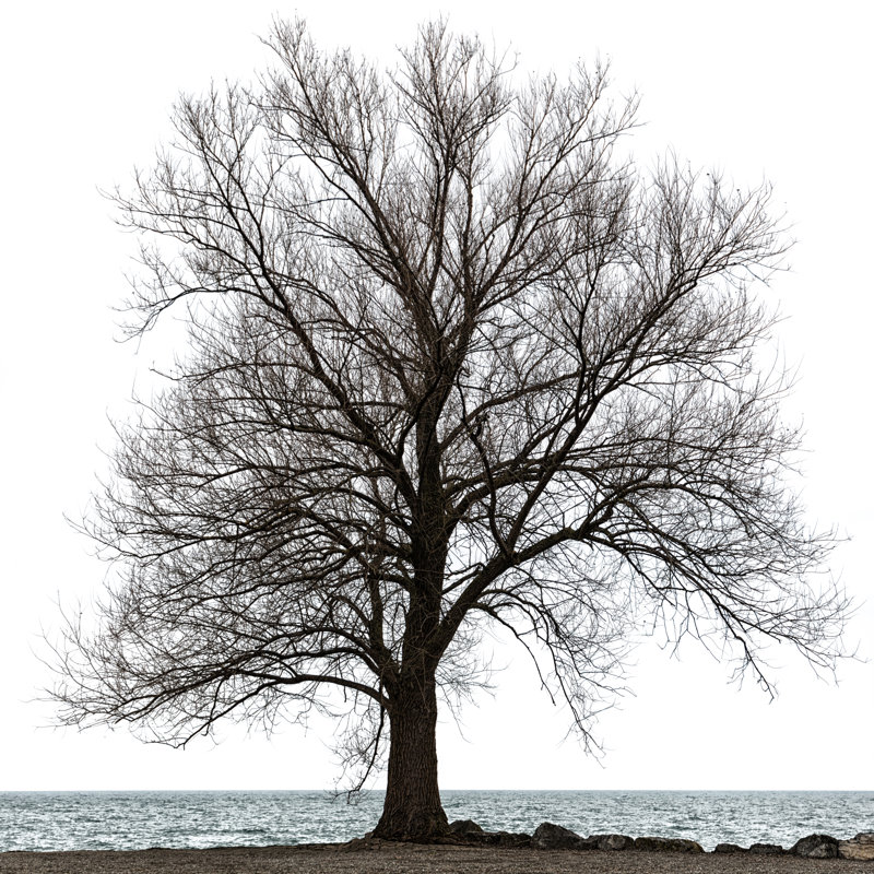 Maple Tree Isolated On White by Assalve - Wrapped Canvas Print, 51cm H x 51cm W