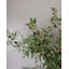 Large Olive Branch 46"