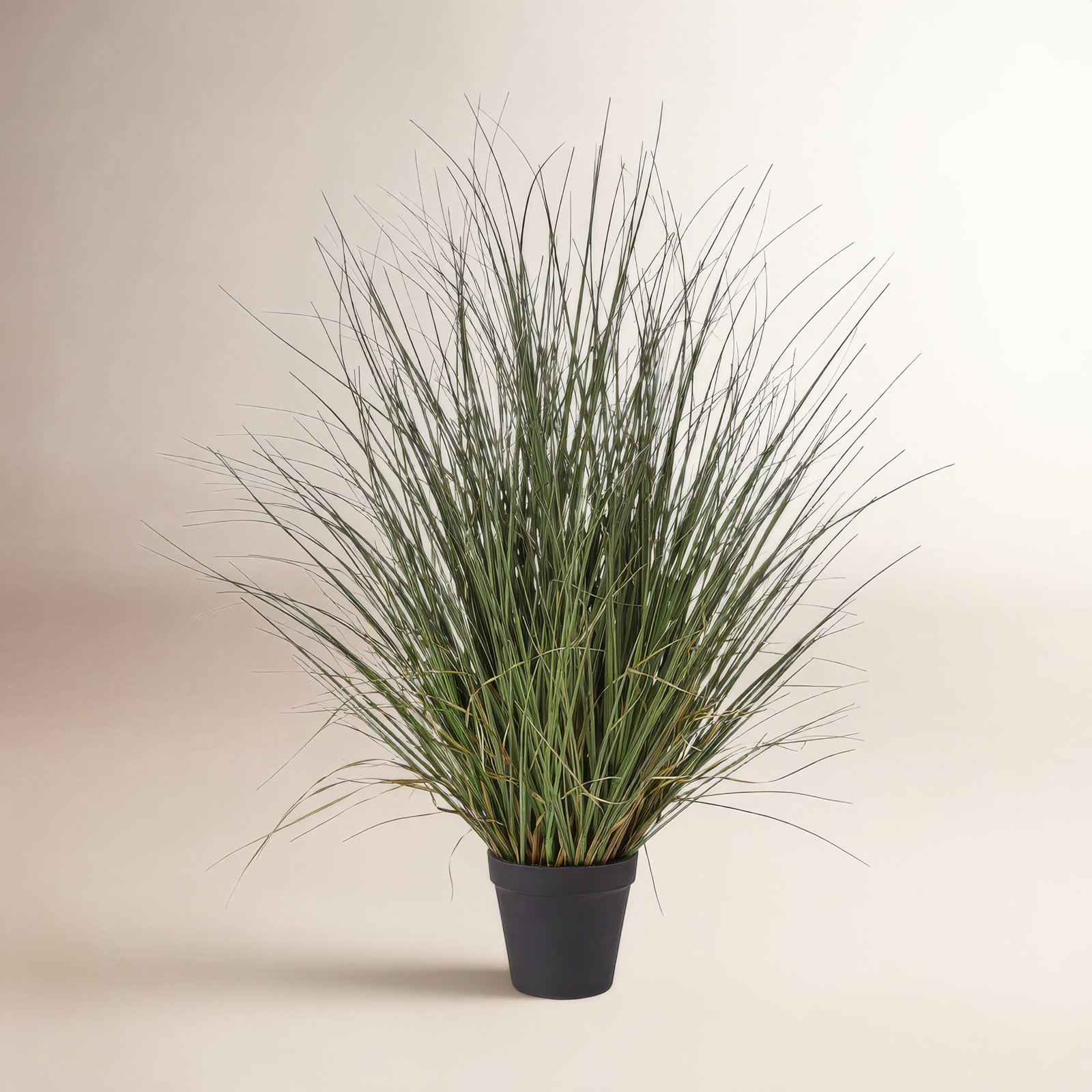 48" Onion Grass in Pot, 24