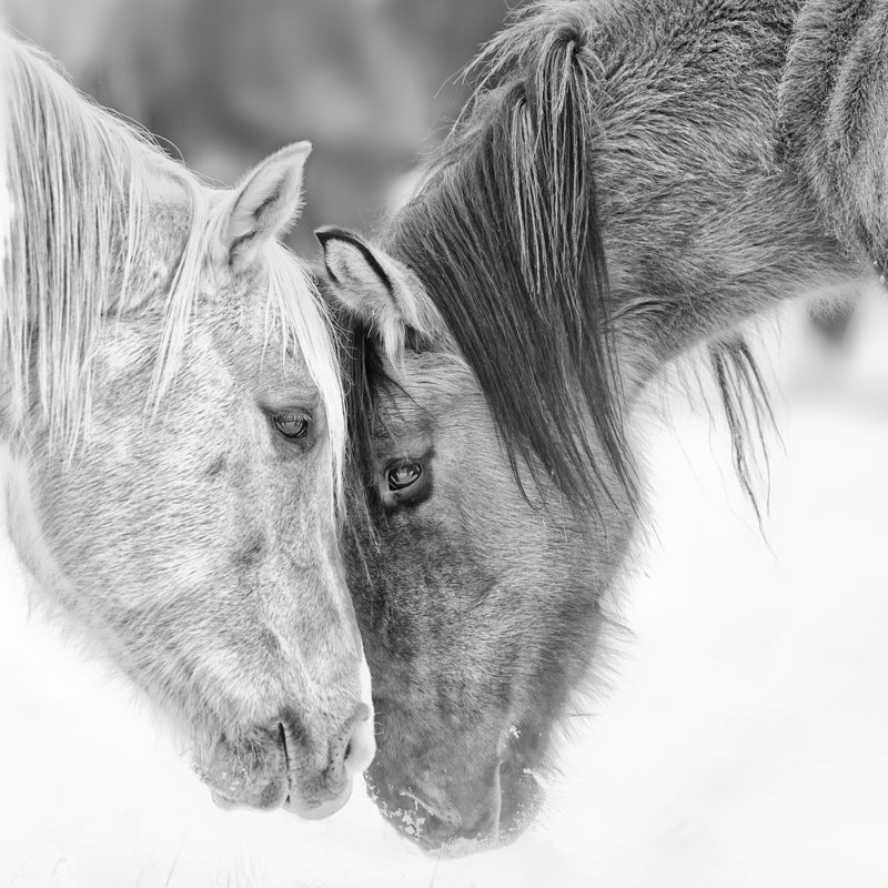 B&W Horses VII by PHBurchett - Print, Wrapped Canvas, 30cm H x 30cm W