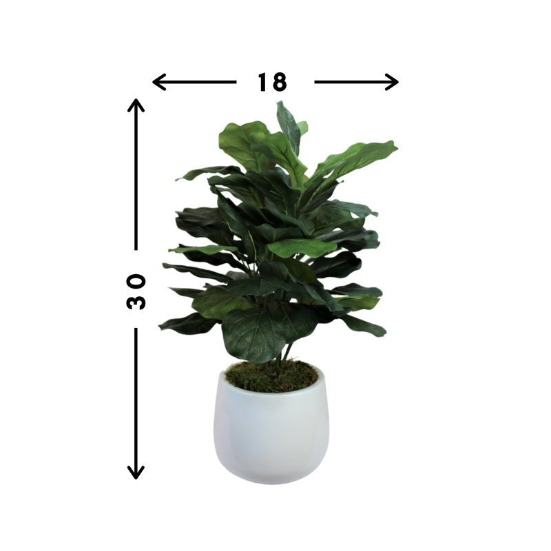 Organic Modern Faux Fiddle Leaf Fig Plant