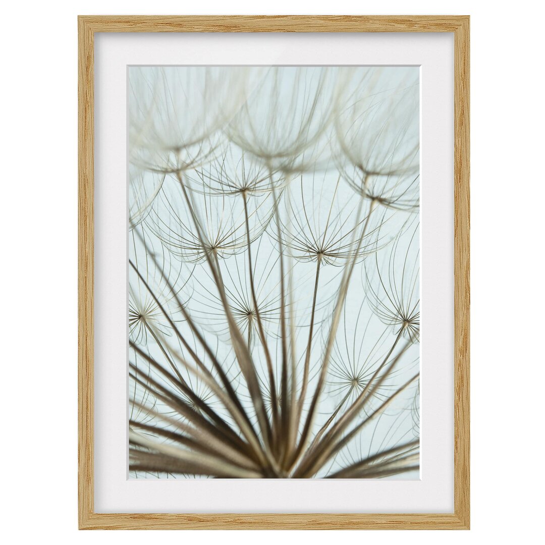 Gerahmtes Poster Beautiful Dandelion Macro Shot