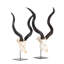 Mounted Kudu Skull-72652158