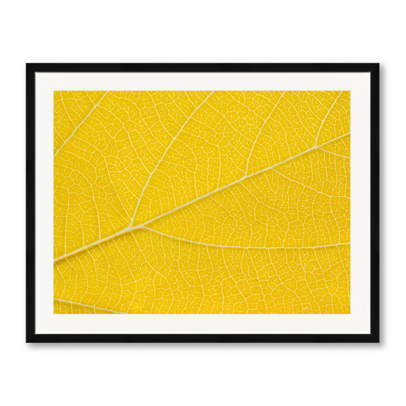 Autumn Leaf Print by Philippe Monthoux, Black Framed Paper, 24" H x 30" W