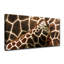 « giraffe », reproduction d’impression sur toile tendue-129723404