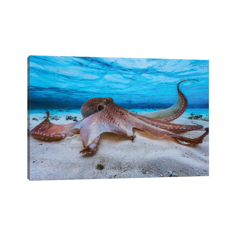 Octopus by Barathieu Gabriel - Print on Canvas, Wrapped Canvas, 30.48cm H x 45.72cm W x 1.91cm D