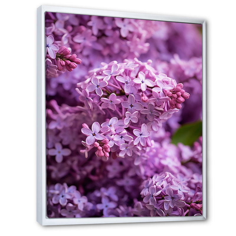 «Lilac mauve», reproduction sur toile, Cadre flottant blanc, H 20 po x l 12 po x P 1 po