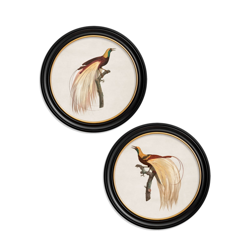 Bird Of Paradise Right Facing by Mid-1800s - Single Picture Frame Print on Archival Matt 230gsm Paper