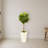 Fiddle Leaf Fig in White Planter