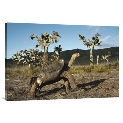 " Galapagos Giant Tortoise Opuntia Cacti, Galapagos Islands, Ecuador "