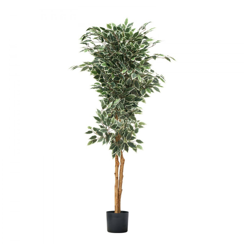 Ficus artificiel 5 pi avec plante noire
