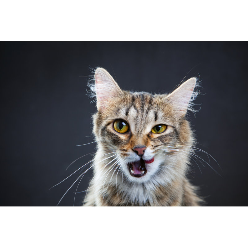 Portrait Of A Cat - Wrapped Canvas Print, 51cm H x 76cm W x 3.8cm D