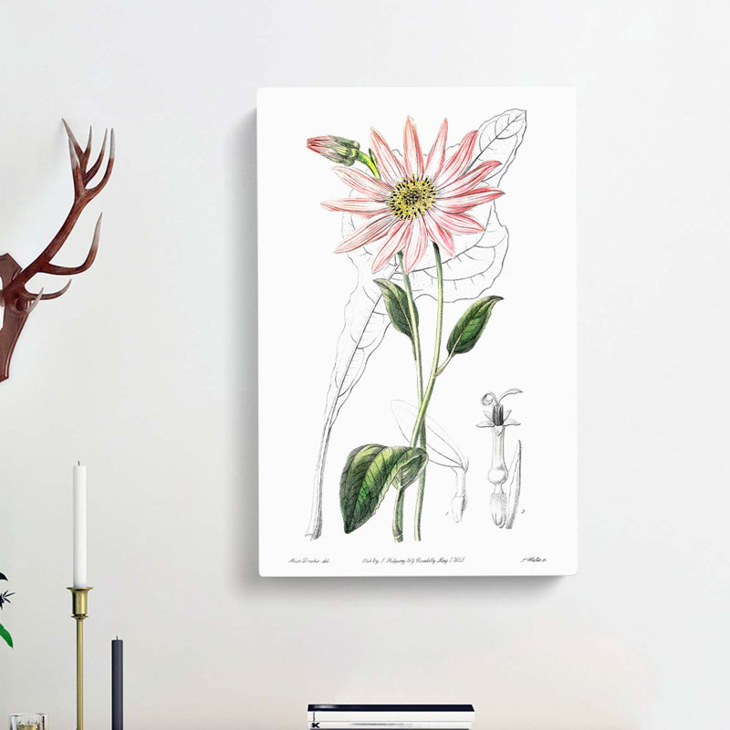 Pink Coneflowers - Wrapped Canvas, 60cm H x 40cm W x 3cm D