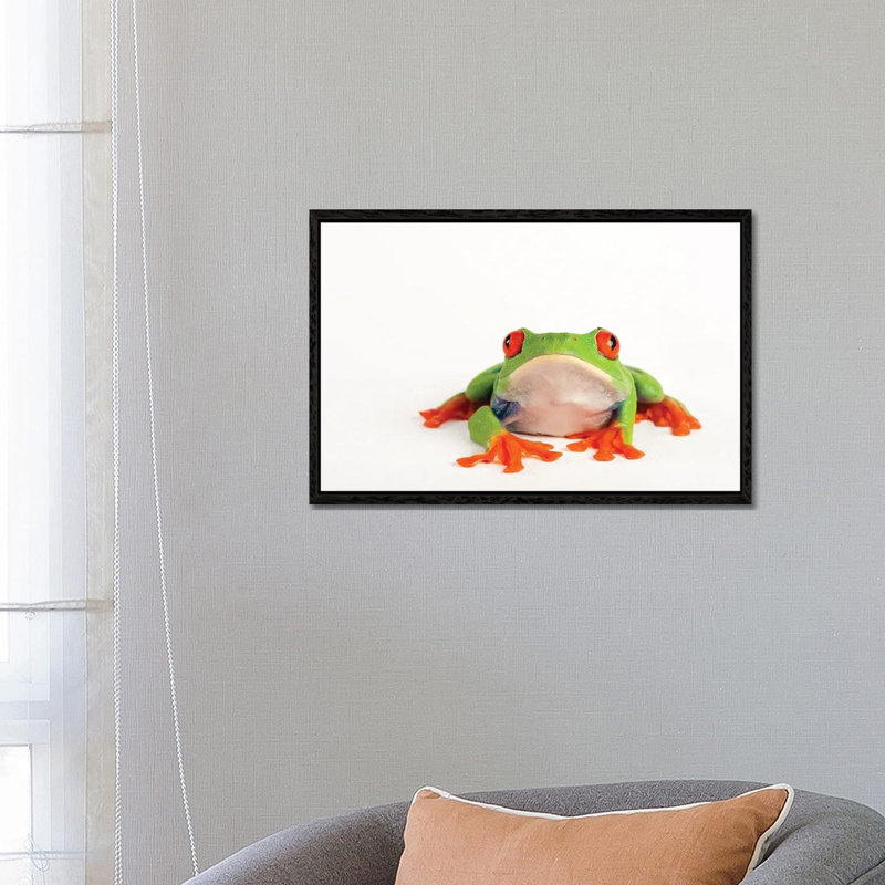 A Red Eyed Tree Frog From A Private Collection by Joel Sartore - Gallery-Wrapped Canvas Giclée on Canvas, Black Framed