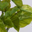 Feuille Leaf Pothos