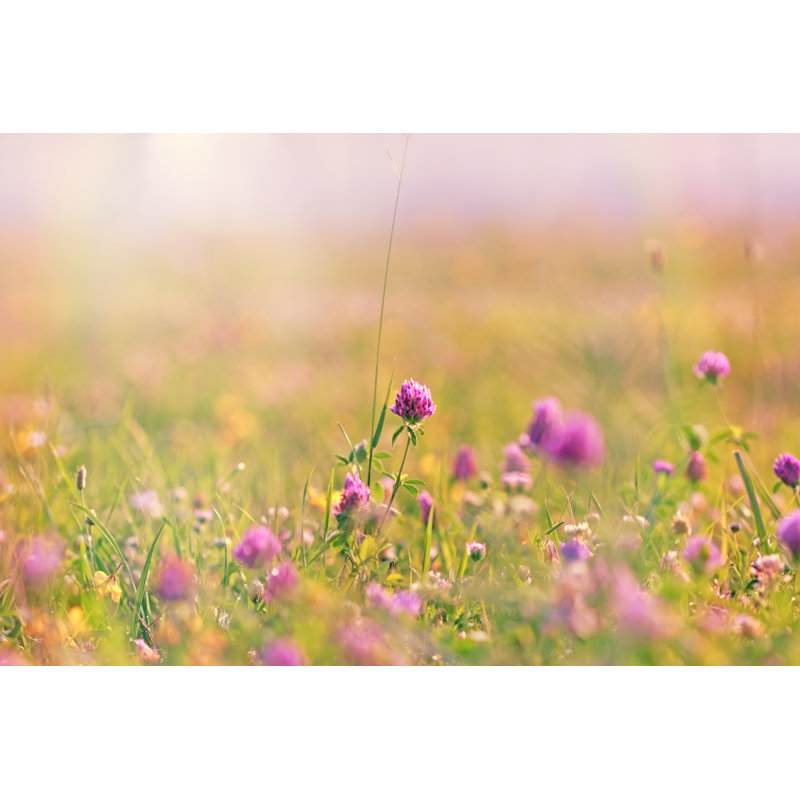 Flowering Clover - Wrapped Canvas Print, 30cm H x 46cm W