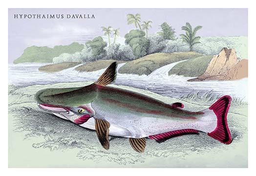 « hypothaimus davalla » par robert h. schomburgk, reproduction d’art, 28" H x 42" W x 1.5" D