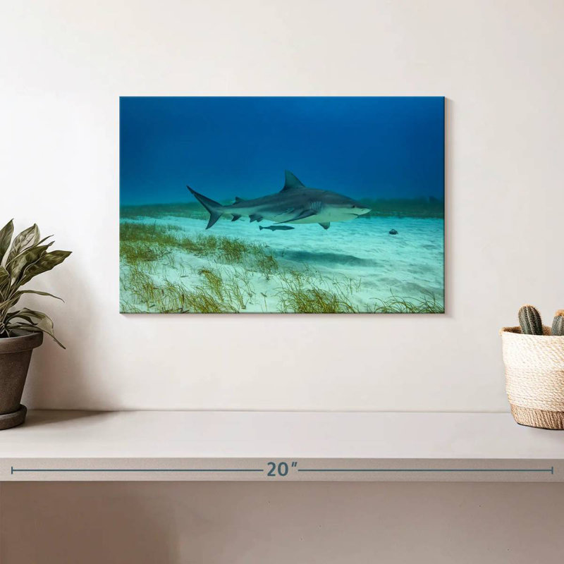 Brampt Bull Shark Habitat, 8" H x 12" W