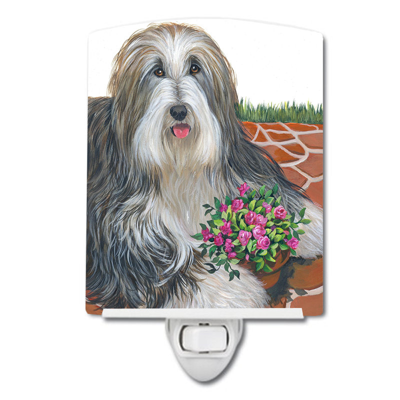 Veilleuse Westie, Colley barbu pot de roses