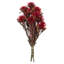 Plumosum Arrangement-94734886