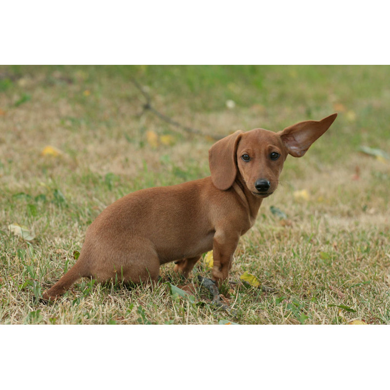 Chien - photographie sur toile tendue, H 8 po x l 12 po