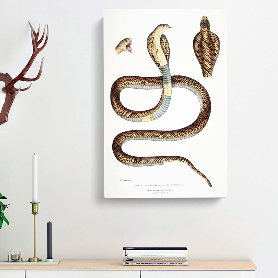 Cobra Capella Snake Illustration by John Edward Gray - Wrapped Canvas