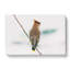 Bohemian Waxwing Bird - Wrapped Canvas-55362502
