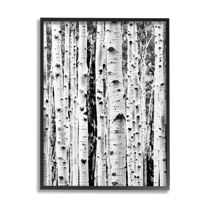 Art mural sur toile Stupell Industries Birch Trees Forest par Sissi et Seb, Giclée encadrée noir minuit