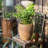 Petekar Pot Planter-443271997