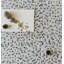 Arabescato Mixed Penny Round Mosaic Tile