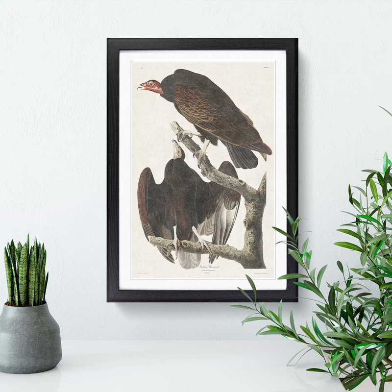 Turkey Buzzard by John James Audubon - Framed Print, Black Framed, 36cm H x 27cm W x 2cm D