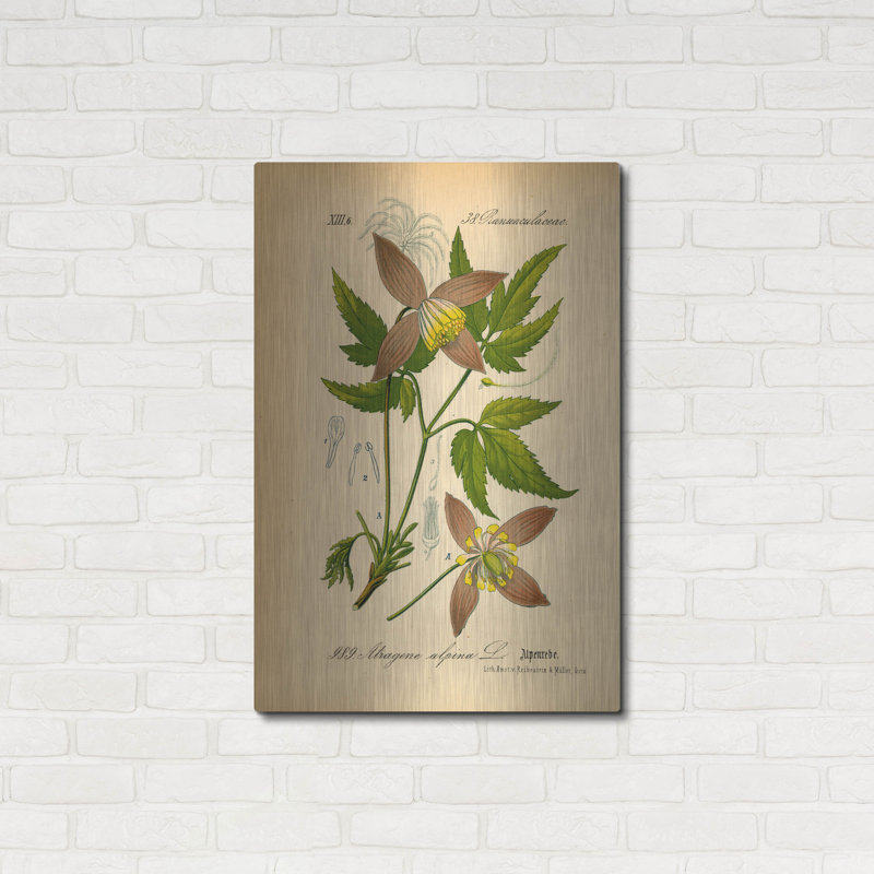 «Atragene Alpina» par Art Licensing Studio, art mural en métal de luxe, 24 po x 36 po