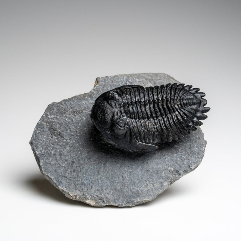 Véritable fossile de trilobite Hollardops de Ofaten, Maroc (170,6 grammes)
