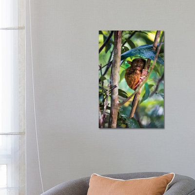 Tarsier, Philippines I by Matteo Colombo - Wrapped Canvas Gallery-Wrapped Canvas Giclée