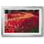 Field of Tulips II, reproduction d'art encadrée-649819814-649819815