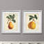 Poires simples-ensemble de 2 reproductions d’art graphique encadrées sur papier