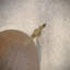 Citterio C Tub Filler with Diverter-932579628
