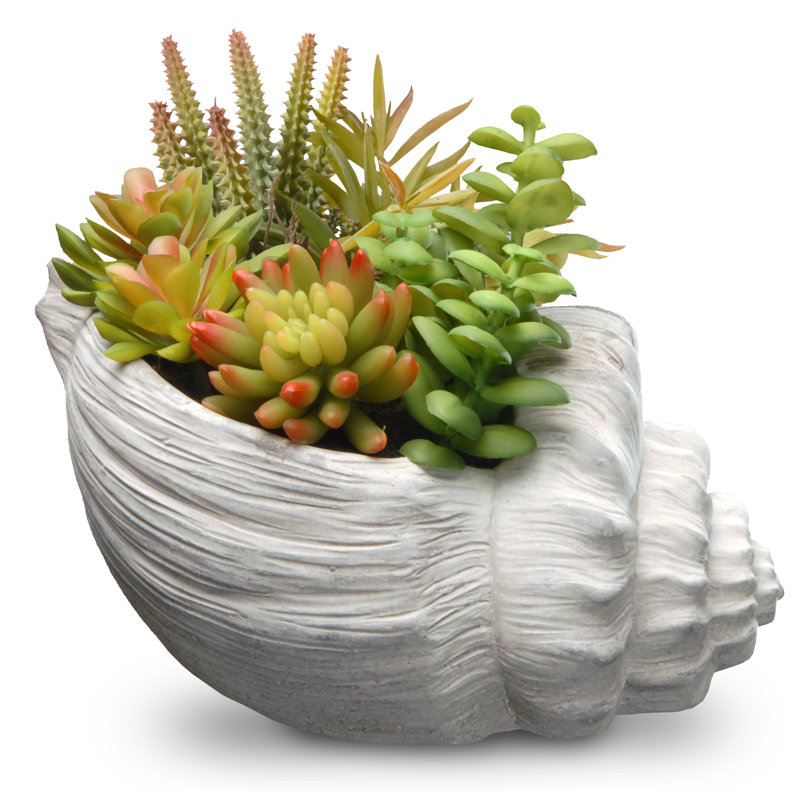 Plantes grasses 9,8 po