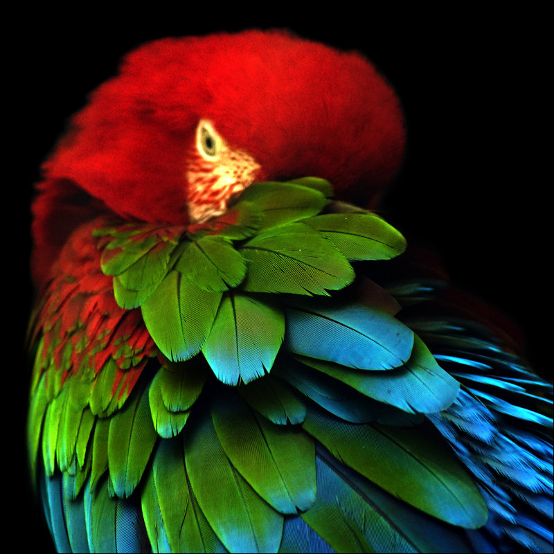 No Frame Print on Float Glass, 80cm H x 80cm W x 1.5cm D