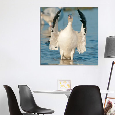 Snow Goose Flapping Wings, Skagit River, Washington by Kevin Schafer - Wrapped Canvas Painting
