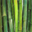 Green Bamboo - Livingroom-119717370