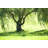 Weeping Willow Tree In Summer by Wanderluster - Wrapped Canvas Print-682831284