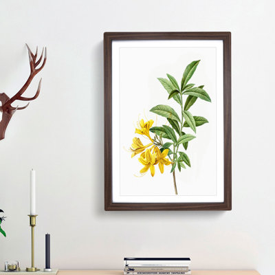 Yellow Azalea Flowers by Pierre-Joseph Redoute - Picture Frame Painting Print
