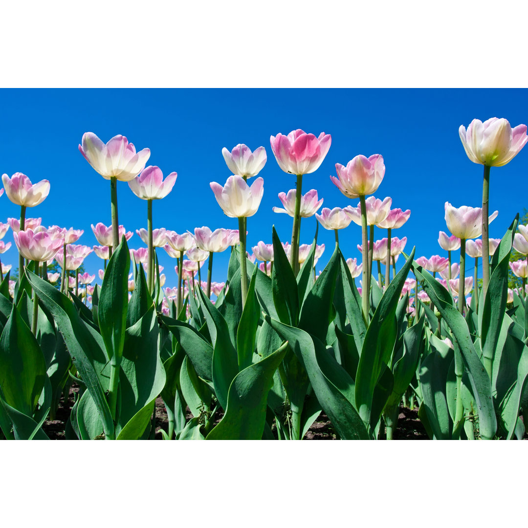 Leinwandbild Tulpenblüten von Isailorr