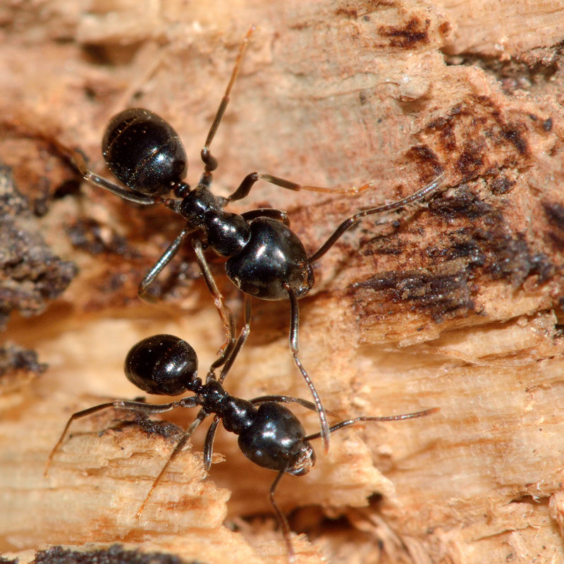 Aculina " Jet Black Ants ", 12" H x 12" W  