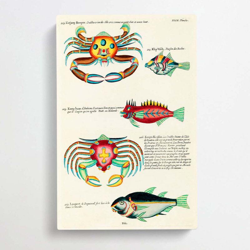 East Indies Fish & Crab Illustrations XLIX by Elizabeth Gould - Wrapped Canvas, 76cm H x 50cm W x 3cm D