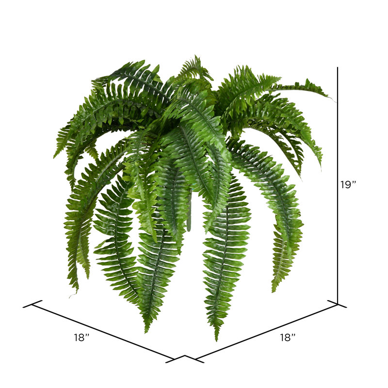 Fern Arrangement